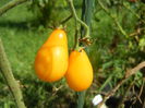 Tomato Yellow Pear (2014, July 19)