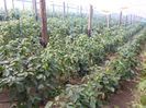 SAM_0488