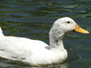 DSC00458