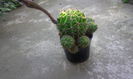 Cactus Echinopsis Eyriesii
