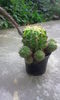 Cactus Echinopsis Eyriesii( alb cu roz)