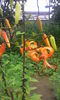 Lilium Tigrinum