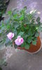 Impatiens