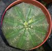 Euphorbia obesa