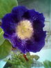 Tigrina blue Singapore