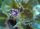 Purple Passion
