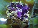 Purple Passion