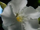 DSCN8098