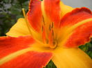 Hemerocallis Frans Hals (2014, July 11)