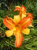 Hemerocallis Frans Hals (2014, July 19)