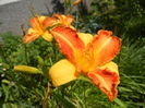 Hemerocallis Frans Hals (2014, July 19)