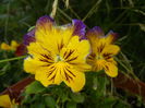 Pansy (2014, July 07)