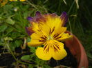 Pansy (2014, July 07)