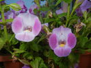 Torenia Rose Dream (2014, July 10)