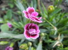 Dianthus Pink Kisses (2014, July 10)