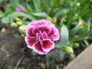 Dianthus Pink Kisses (2014, July 10)