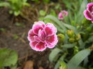 Dianthus Pink Kisses (2014, July 11)