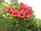 Campis Radicans