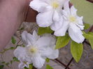 inflorirea a-II-a