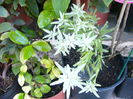 Leontopodium Alpinum