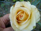 Dimov