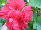 Hibiscus El Capitolio
