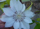 Clematis Yuki-no-yoso-oi,inf.a-II-a