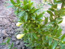 Punica Granatum-luteum plenum-