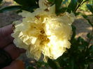 punica Granatum-luteum plenum-