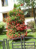 decor Farmacia Ardealul