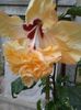 20140720_205437