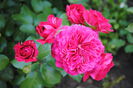 Red Leonardo da Vinci, 22 iulie