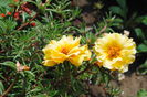 flori de piatra (portulaca)