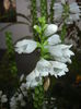 Physostegia virginiana Alba ('14,Jul.17)