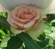 tr dimov_22iul2014