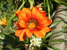 Gazania_Treasure Flower (2014, Jul.19)