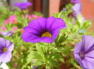 Calibrachoa Blue (2014, July 19)