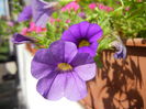 Calibrachoa Blue (2014, July 19)