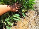 pepino
