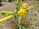 nicotiana glauca