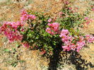 dynamite crape myrtle roz