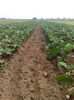 vinete cultura a doua dupa cartofi--plantate pe 25 iunie