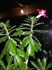 Adenium 2
