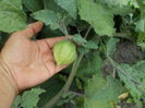 PHYSALIS EDULIS - SCHONBRUNNER GOLD