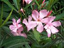 hardy pink