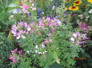 Cleome