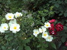 DSC00728