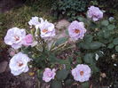 DSC00842