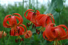 Lilium philadelphicum