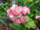 apple blossom